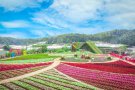 3 DAYS DISCOVERY DALAT CITY OF THOUSAND FLOWERS
