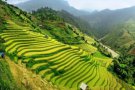 TRẢI NGHIỆM MÙA HOA CẢI TRẮNG