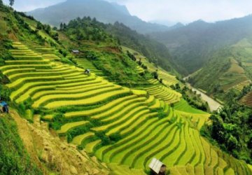 TRẢI NGHIỆM MÙA HOA CẢI TRẮNG