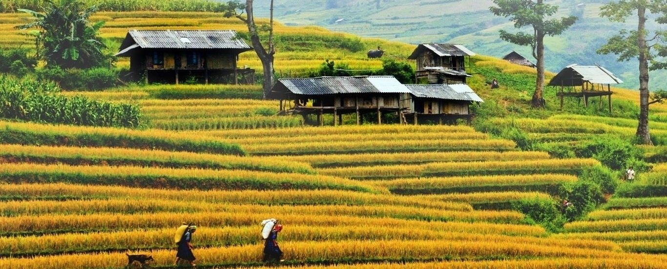 TRẢI NGHIỆM MÙA HOA CẢI TRẮNG