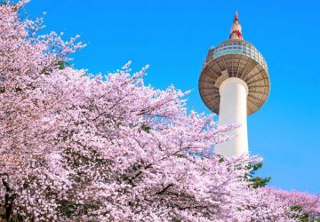 DU XUÂN CANH TÝ: SEOUL – NAMI – LOTTE WORLD – TRƯỢT TUYẾT
